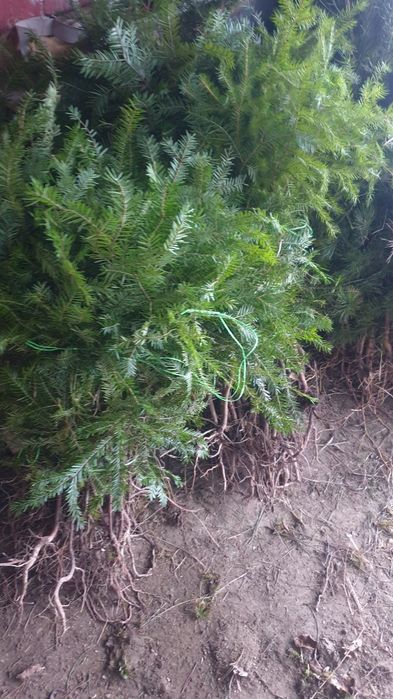 Puieți de replatare cu prindere suta la suta.