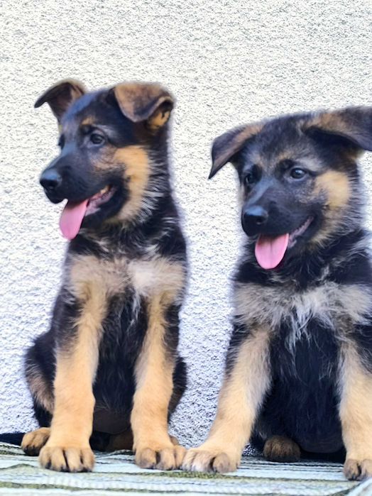 Pui Ciobanesc German