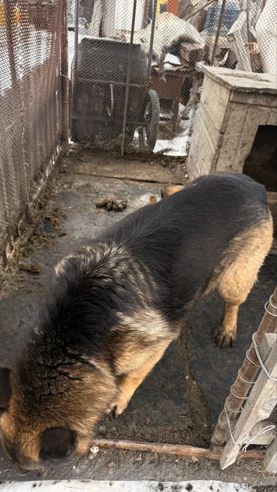 Продам Овчарку