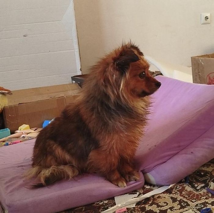 Отдам шпица в хорошие руки