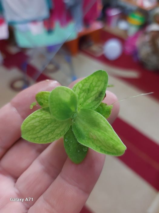 Продам креветок аквариумных