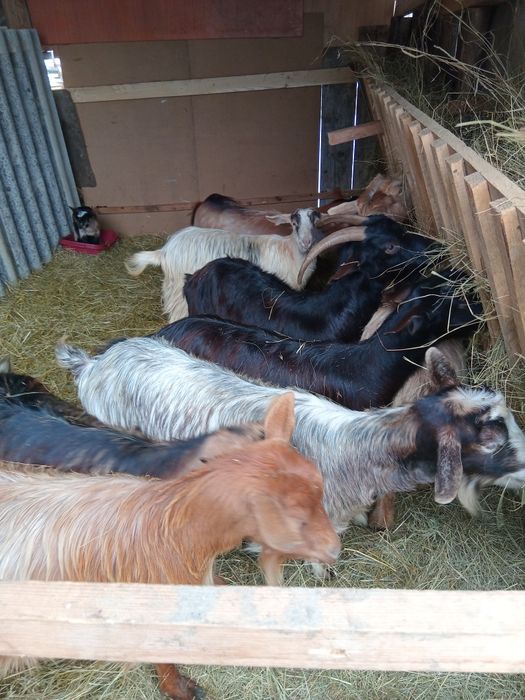 Se vinde 9 capre mai multe detali in privat