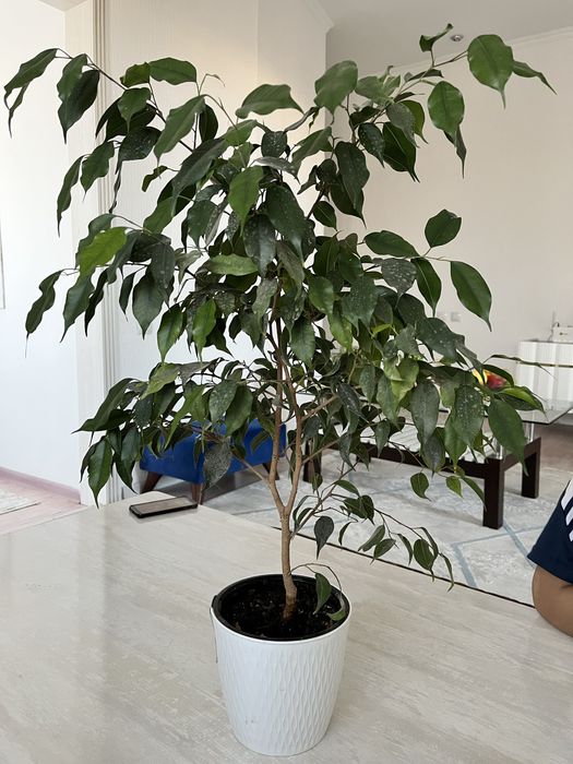 Комнатные цветы недорого