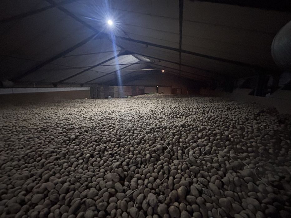 Cartofi Premim import Franta | Belgia | Olanda si Germania