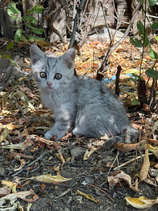 Отдам котят в добрые руки