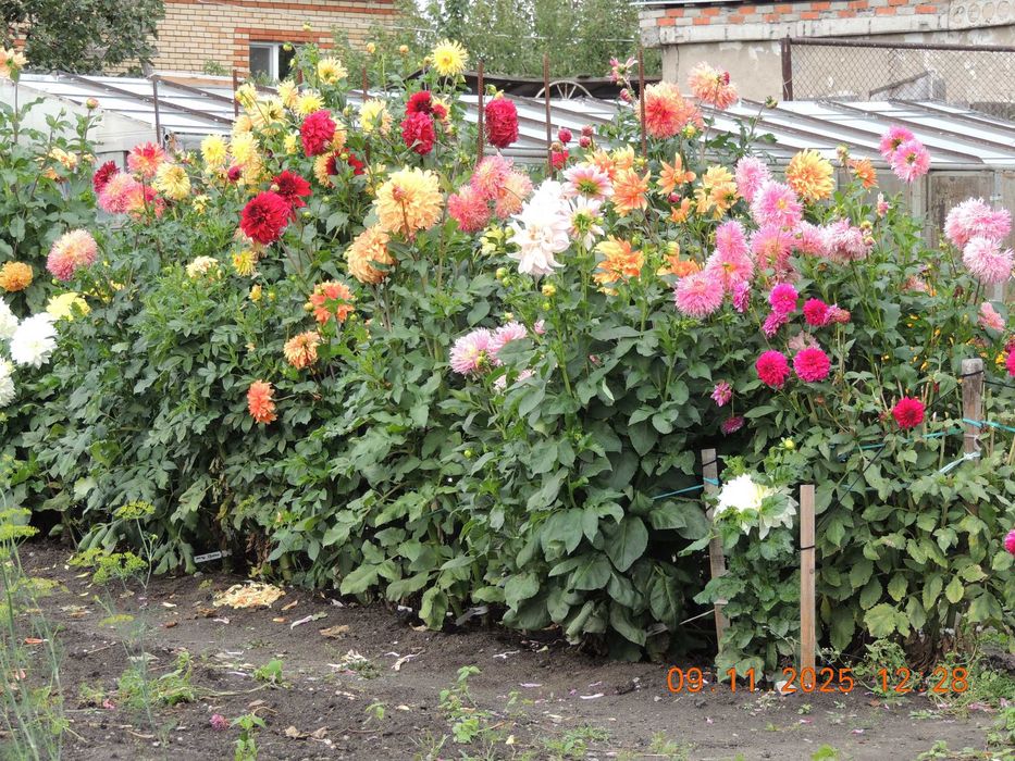 Георгины сортовые