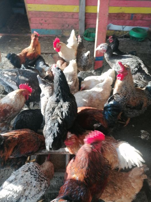 Петли свободно гледани