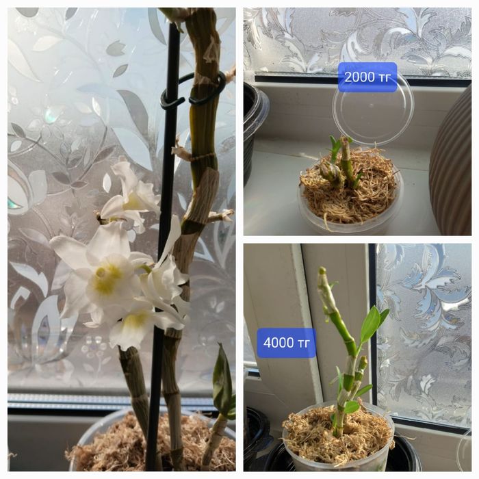 Продажа комнатных растений