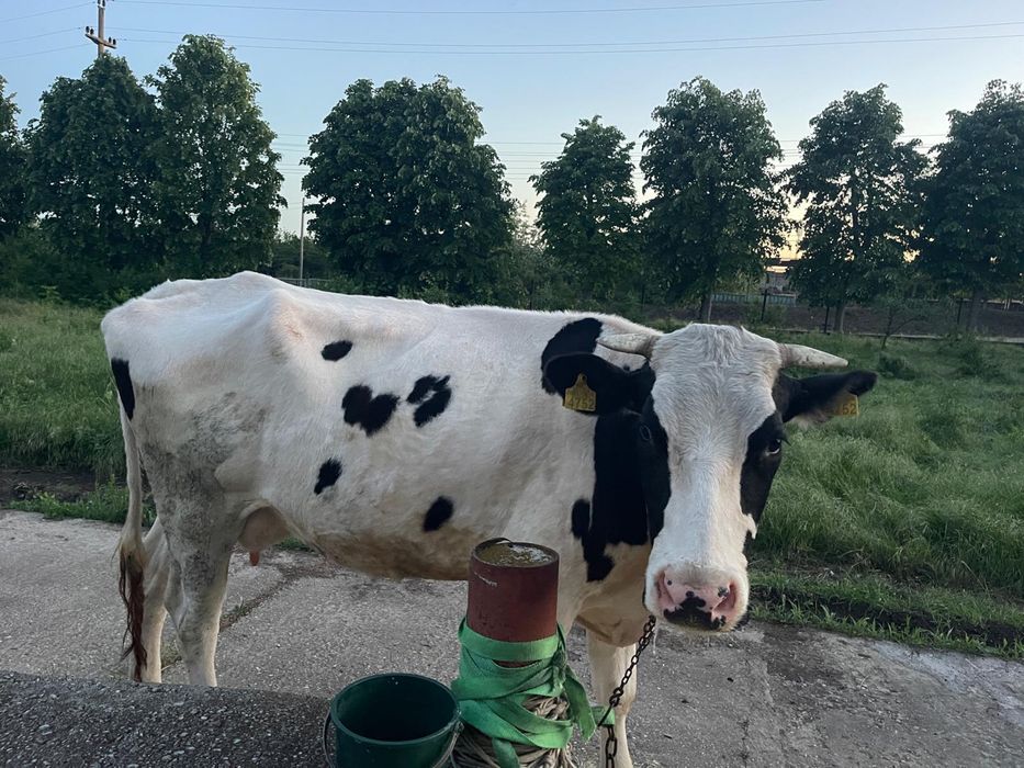 Vaca cu lapte de vanzare