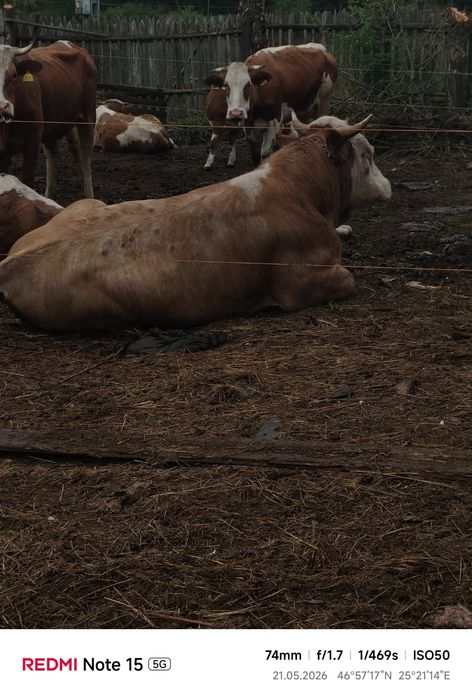 Vând Taur Simmental Rasă Pură – 2 ani, aprox. 650-700 kg, ideal pentru reproducție