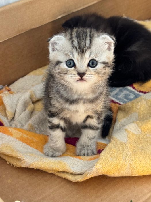 Продам шотланский котят.