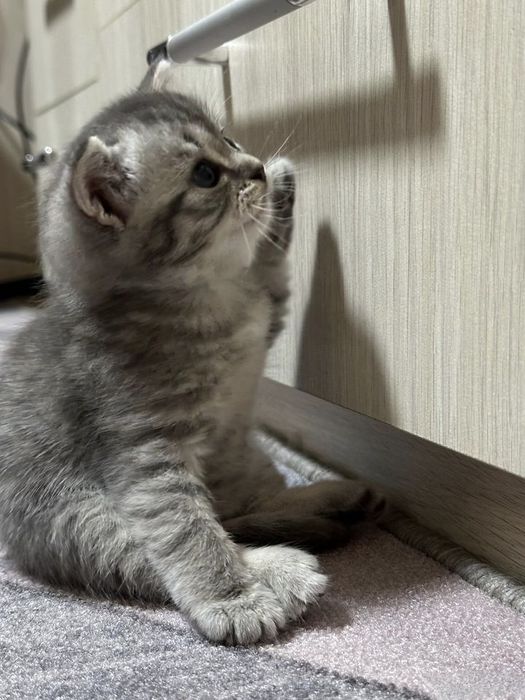 Британские котята