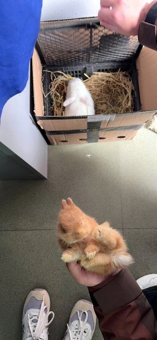 Statusingizga mos Premium Quyon — Qizil Satin Olmaxon!