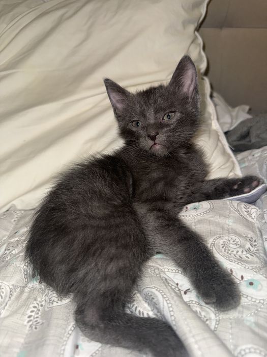 Котята только в добрые руки