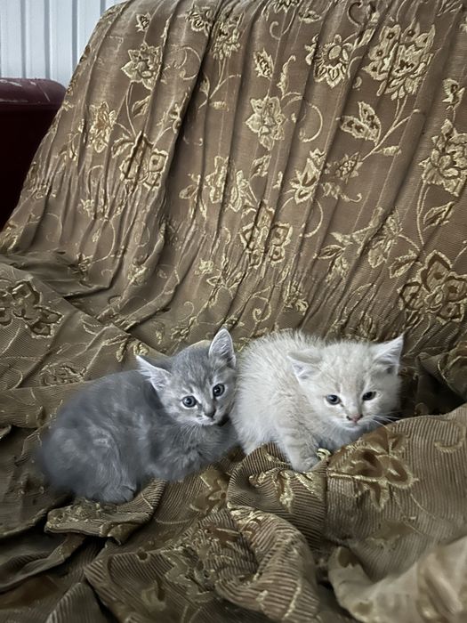 Отдам котят в хорошие руки