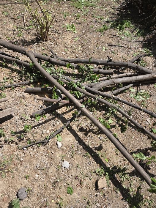 Отдам дрова даром