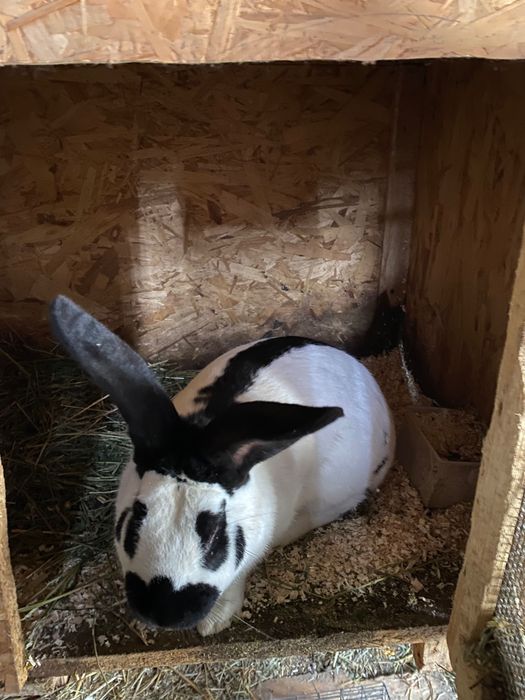 Iepurii de rasă de vânzare