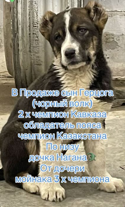Продам шеноков алабай привиты