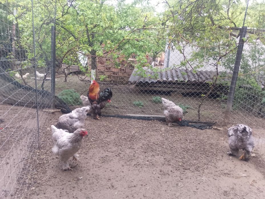 Familie brahma 5+1