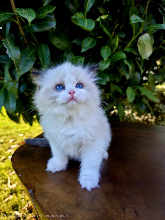 Ragdol/Рагдол на 3 месеца Две женски с родословие