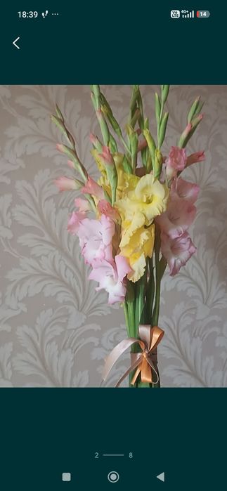 Ромашки, гелиопсис, гладиолусы/ букеты, цветы