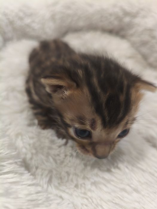 Котенок бенгальский