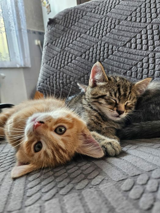 Отдам котят в добрые руки