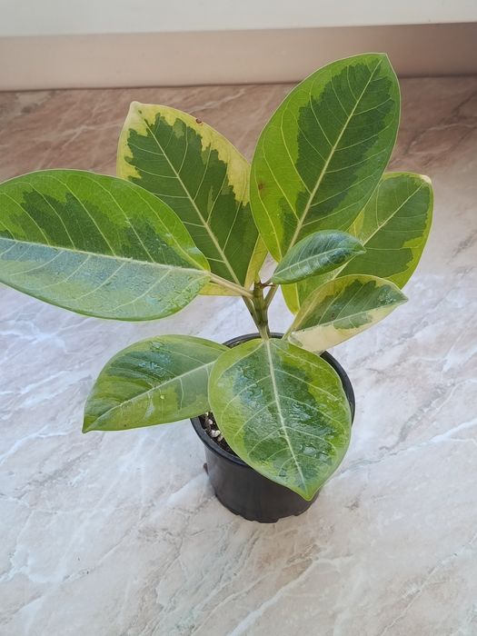 В продаже фикусы
