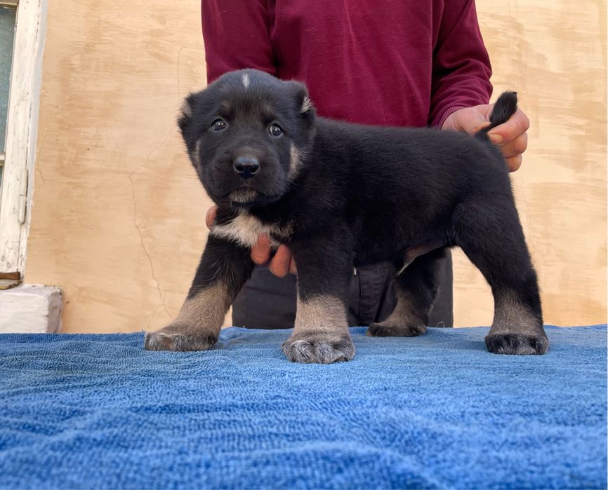 Щенок Туркменского Алабая ( чистокровный )