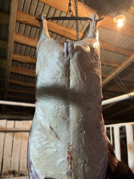 Продам жирных лошадей с откорма