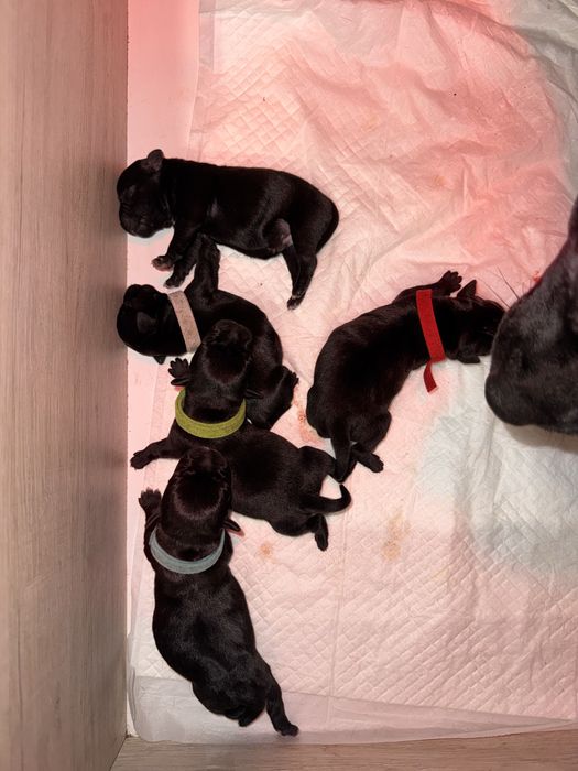 Стафордшир бул териер/ Stafordshir bull terrier