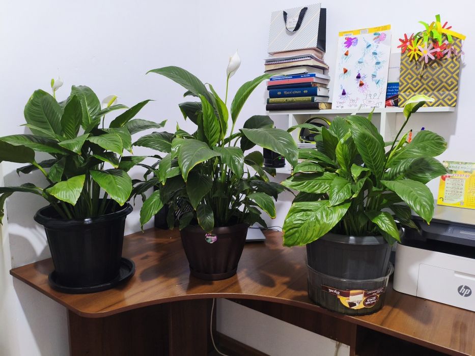 Комнатные растения