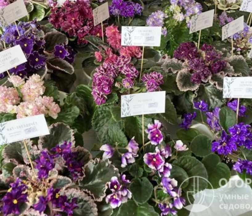 Фиалки от 250 тн и ввше