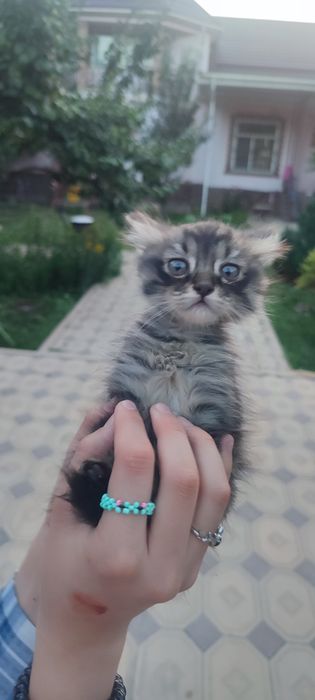 Отдам котят бесплатно в добрые руки