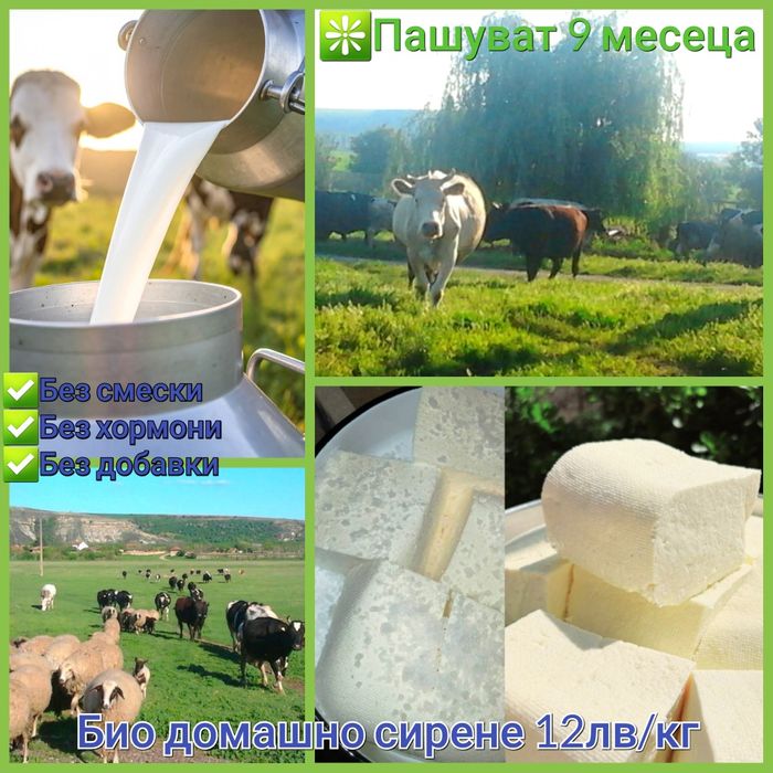 Агнета и овце екологично чисти