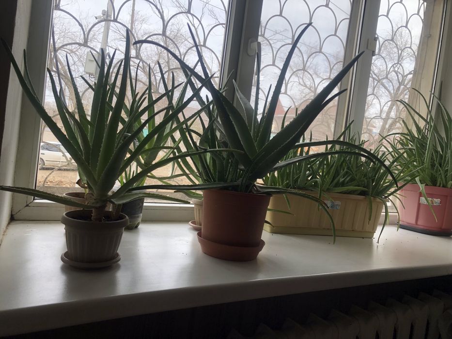 Алоэ вера (4года)