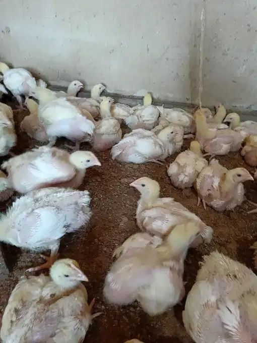 Броллер, Броллерные цыплята! кобб 500