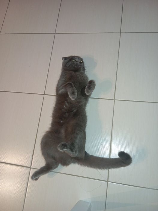 Ищу кота для вязки