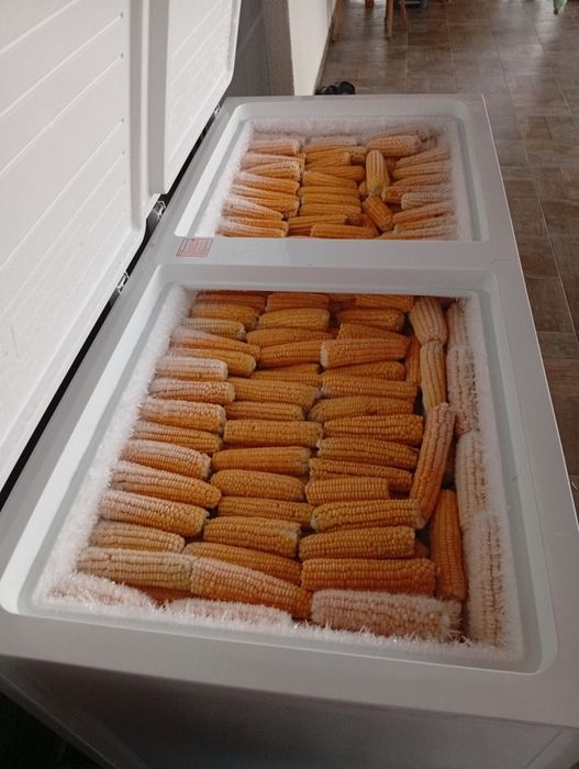 Porumb zaharat Târgoviște