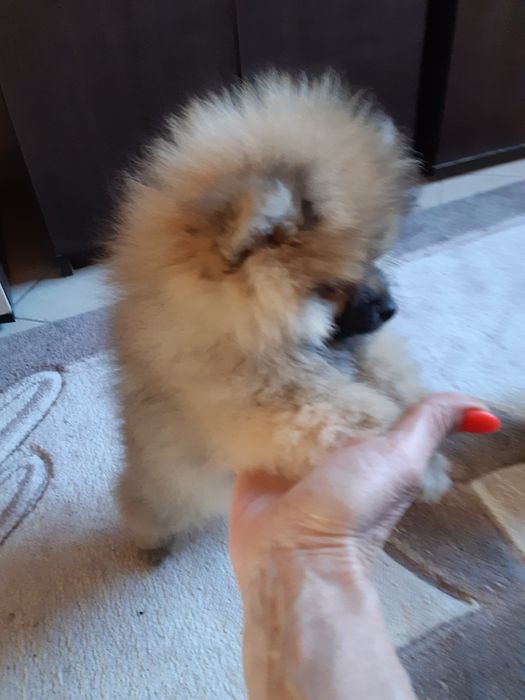 Женски померанчета