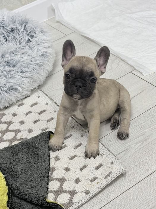 Французкий бульдог