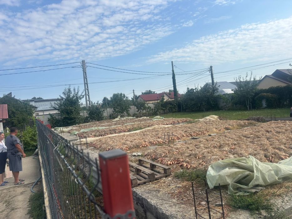 Ceapa roșie de apa.