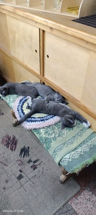 Котята- крысоловы!!!