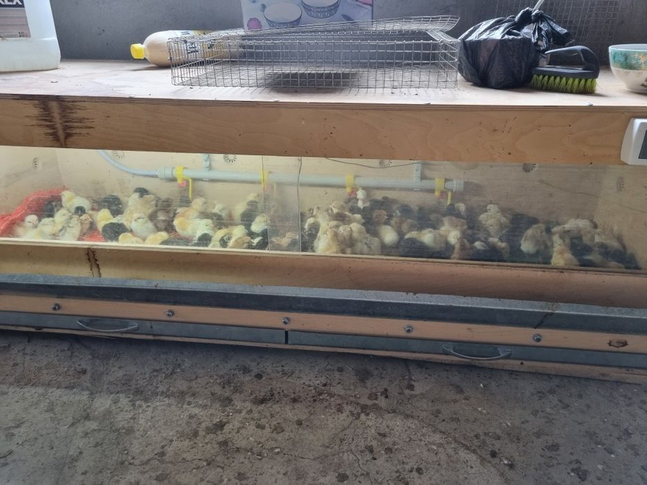 Инкубационное яйцо