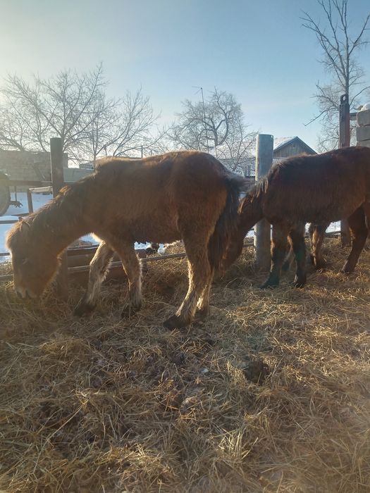 Продам жеребенка