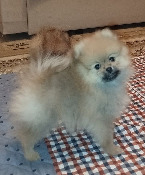 Детки померанского шпица