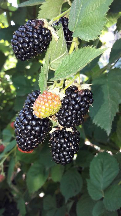 Producator Butași Tayberry  Hibrid rar, mur , capsuni remontante