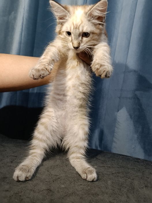 Отдаю даром котят в добрые руки!!