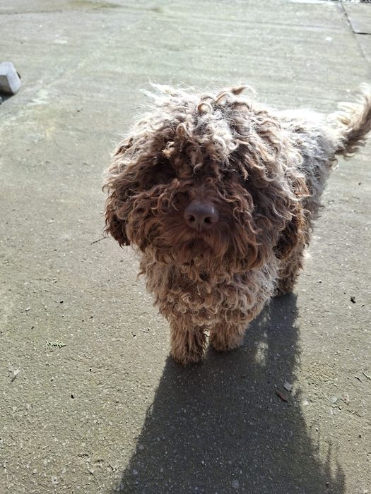 Lagotto Romagnolo dresat pentru trufe