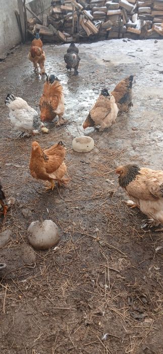 Ouă pentru incubat de la găini brahma